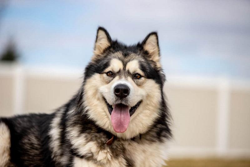 Chó Pomeranian nhỏ bé với bộ lông xù dày như cục bông, một trong các loại chó đẹp nhất thế giới ở kích thước nhỏ